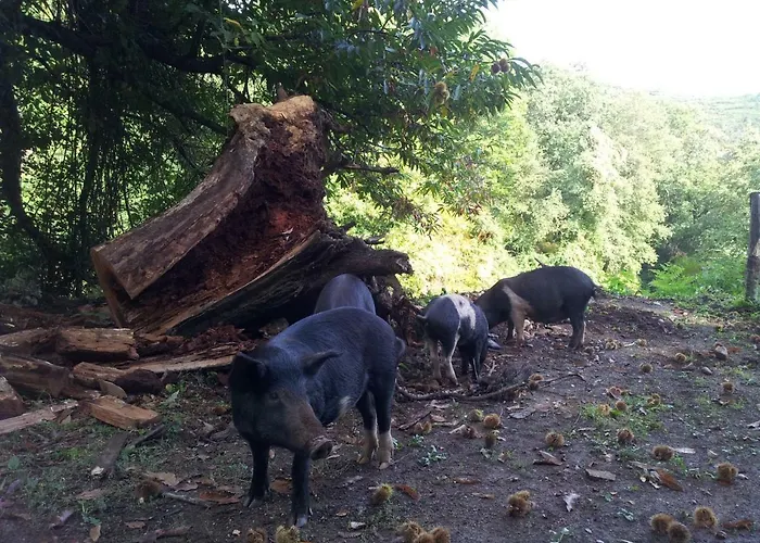 דירה Club In Corsica A Porri